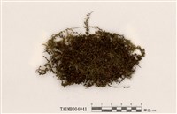 藏品(寒地走燈苔)的圖片